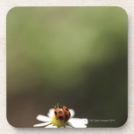 Ladybird op Chamomile Flower Bier Onderzetter (Voorkant)