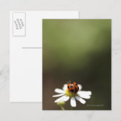 Ladybird op Chamomile Flower Briefkaart (Voorkant / Achterkant)