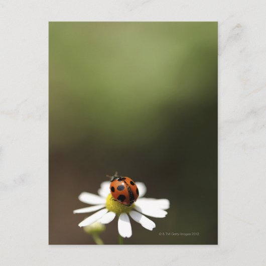 Ladybird op Chamomile Flower Briefkaart (Voorkant)