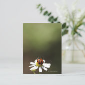 Ladybird op Chamomile Flower Briefkaart (Staand voorkant)