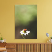 Ladybird op Chamomile Flower Canvas Afdruk (Insitu (Woonkamer))