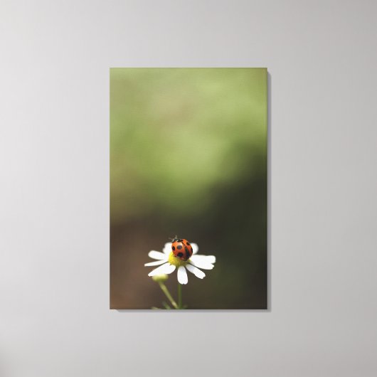 Ladybird op Chamomile Flower Canvas Afdruk (Voorkant)