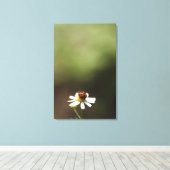 Ladybird op Chamomile Flower Canvas Afdruk (Insitu (Houten vloer))