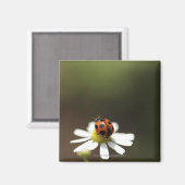 Ladybird op Chamomile Flower Magneet (Voorkant / Achterkant)