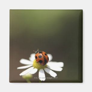 Ladybird op Chamomile Flower Magneet