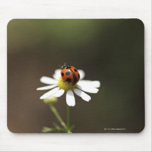 Ladybird op Chamomile Flower Muismat