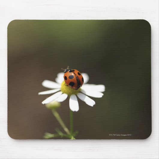 Ladybird op Chamomile Flower Muismat (Voorkant)