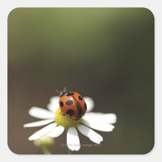 Ladybird op Chamomile Flower Vierkante Sticker (Voorkant)