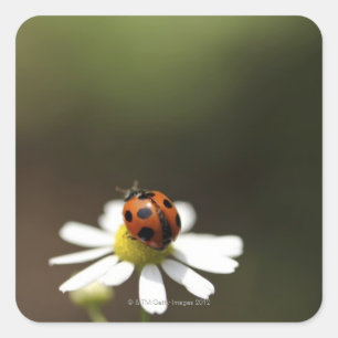 Ladybird op Chamomile Flower Vierkante Sticker