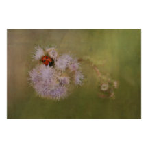 Ladybird op Dandelion sluit fotografische kunst op