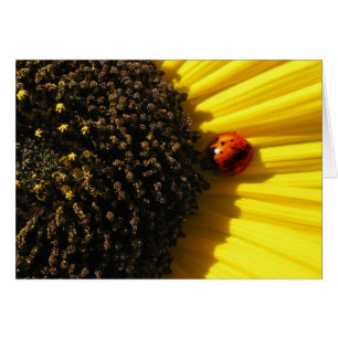 Ladybird op een zonnebloem