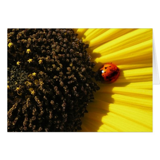 Ladybird op een zonnebloem (Voorkant Horizontaal)