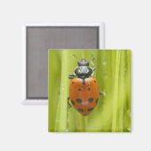 Ladybird op gras, close-up magneet (Voorkant / Achterkant)