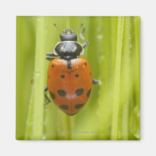 Ladybird op gras, close-up magneet