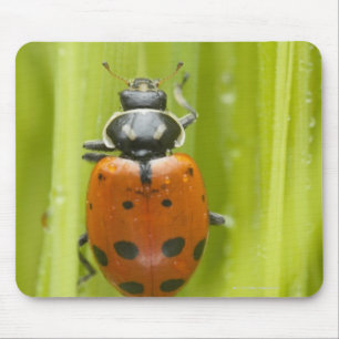 Ladybird op gras, close-up muismat