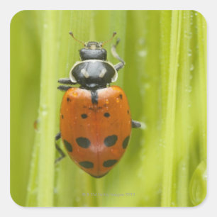 Ladybird op gras, close-up vierkante sticker