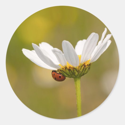 Ladybird op Oxeye Daisy Ronde sticker (Voorkant)