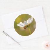 Ladybird op Oxeye Daisy Ronde sticker (Envelop)