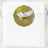 Ladybird op Oxeye Daisy Ronde sticker (Tas)