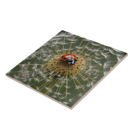 Ladybird op paardenbloem klok. Macrofotografie Tegeltje (Zijkant)