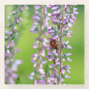 Ladybird op paarse bloemen   glazen onderzetter