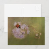 Ladybird op Paarse Dandelion Briefkaart (Voorkant / Achterkant)