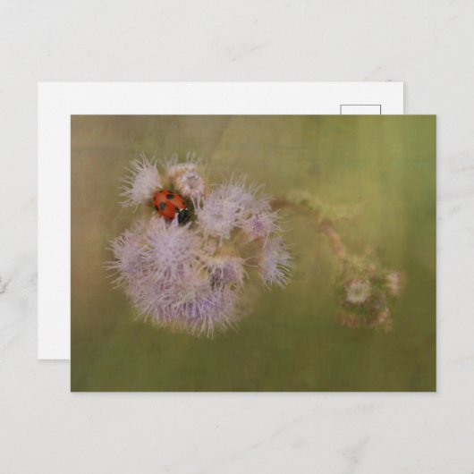 Ladybird op Paarse Dandelion Briefkaart (Voorkant / Achterkant)
