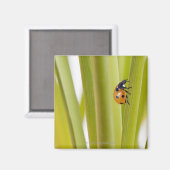 Ladybird op plant stengels magneet (Voorkant / Achterkant)