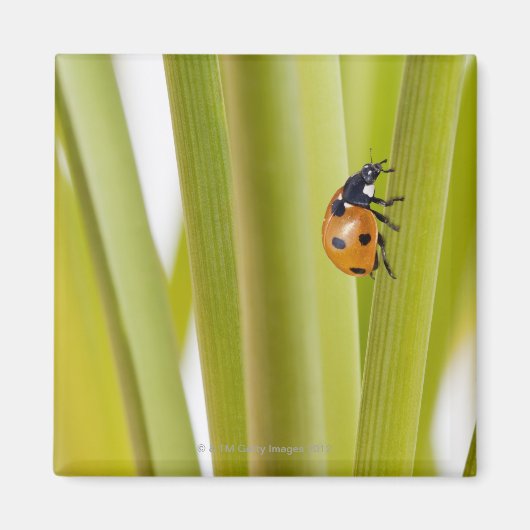 Ladybird op plant stengels magneet (Voorkant)