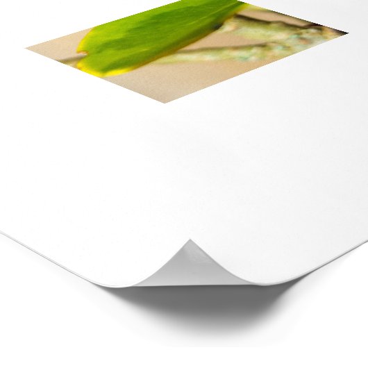 Ladybird  poster (Hoek)