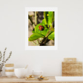 Ladybird  poster (Keuken)