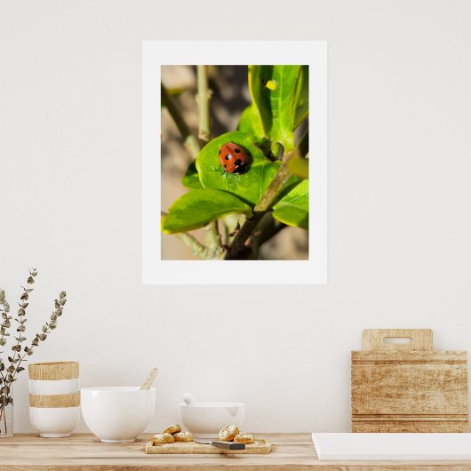 Ladybird poster (Keuken)