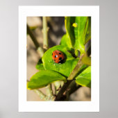 Ladybird  poster (Voorkant)