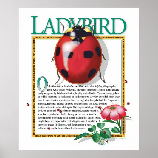 Ladybird Poster (Voorkant)