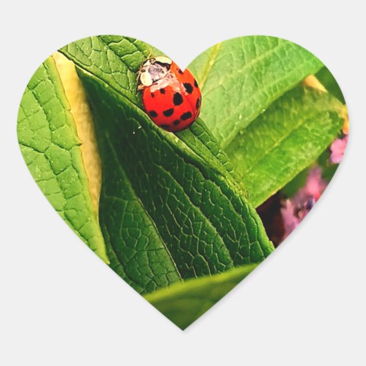 Ladybird Sticker (Voorkant)