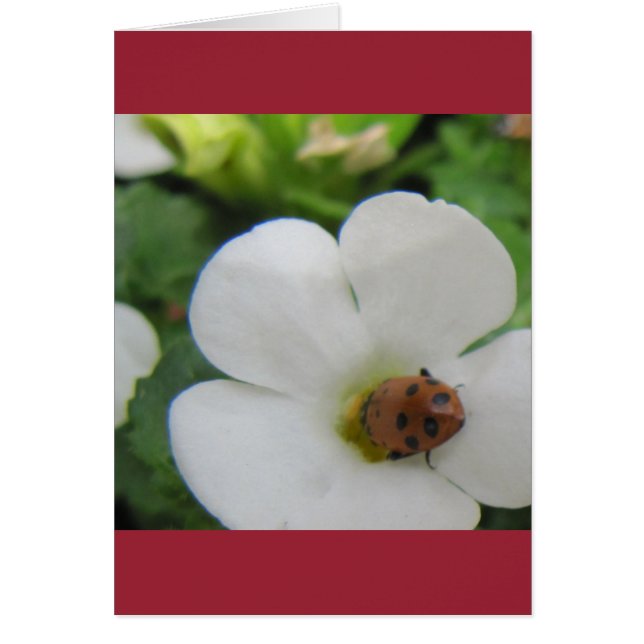 Ladybug (Voorkant)