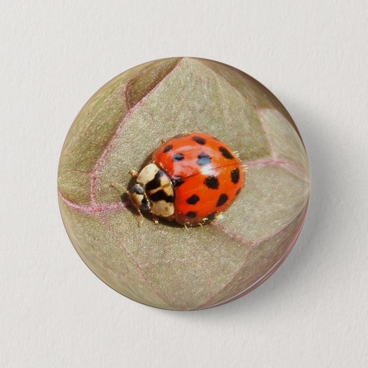 Ladybug 226 ~-toets ronde button 5,7 cm (Voorkant)