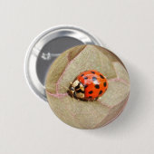 Ladybug 226 ~-toets ronde button 5,7 cm (Voorkant /achterkant)