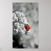 Ladybug - B&W Poster (Voorkant)