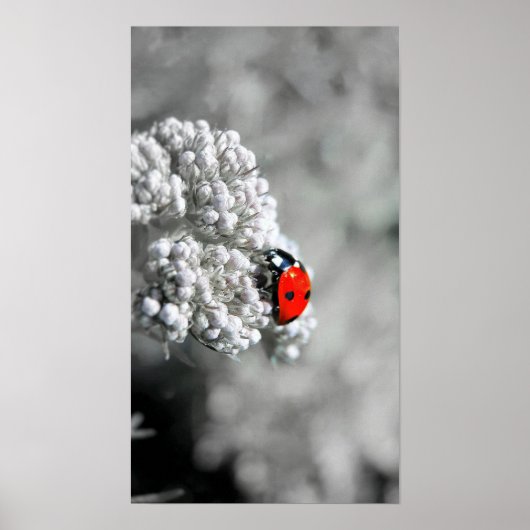 Ladybug - B&W Poster (Voorkant)