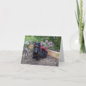 Ladybug Baby Kaart (Voorkant)