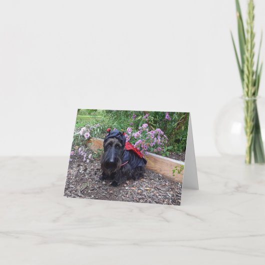 Ladybug Baby Kaart (Voorkant)