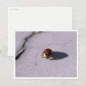 Ladybug Beetle Macro Wildlife Photography Briefkaart (Voorkant / Achterkant)