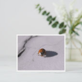 Ladybug Beetle Macro Wildlife Photography Briefkaart (Staand voorkant)