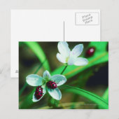 Ladybug Briefkaart (Voorkant / Achterkant)