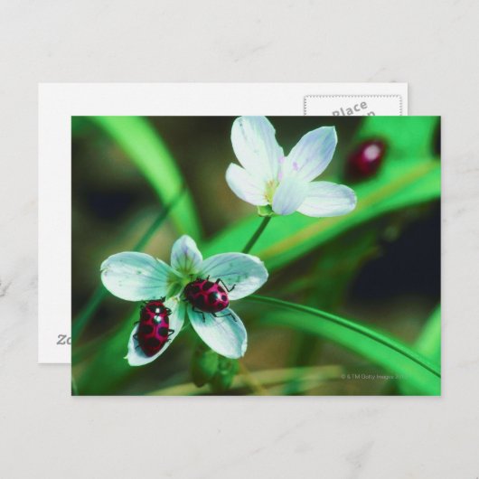 Ladybug Briefkaart (Voorkant / Achterkant)