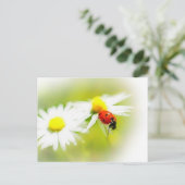 Ladybug Briefkaart (Staand voorkant)