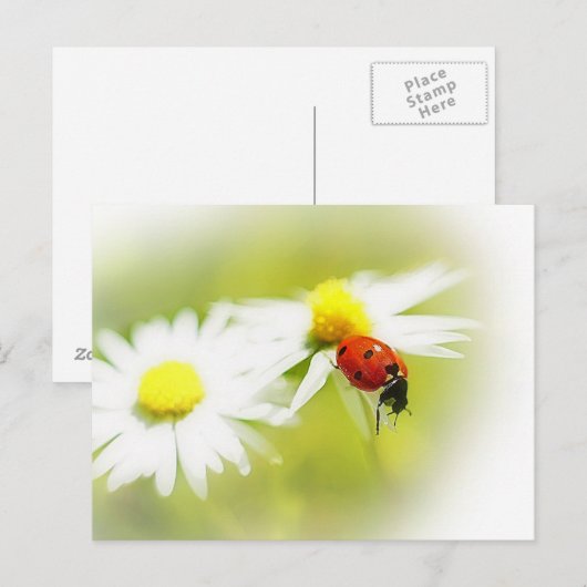 Ladybug Briefkaart (Voorkant / Achterkant)