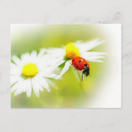 Ladybug Briefkaart