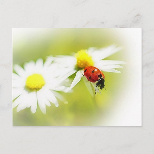 Ladybug Briefkaart (Voorkant)